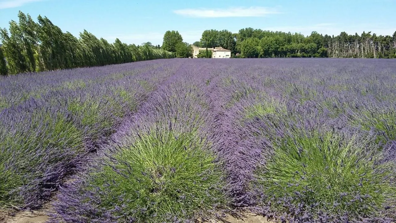 Chambres D'Hotes L'Oreliane En Provence Only Adult Chateauneuf-de-Gadagne